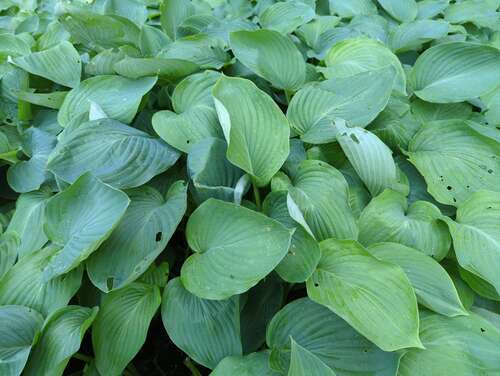 Bild von Hosta x-cult. Empress Wu