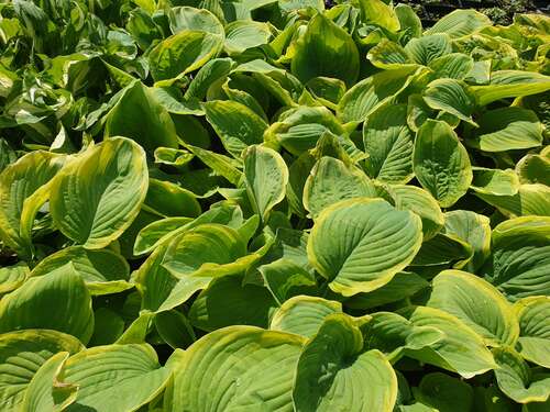 Bild von Hosta x-cult. Fragrant Dream