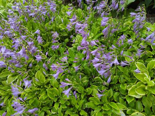 Bild von Hosta nakaianna Golden Tiara