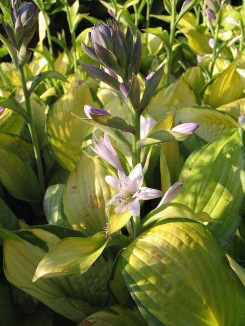 Bild von Hosta x-cult. Gold Standard