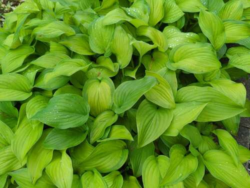 Bild von Gelblaubige Garten-Funkie