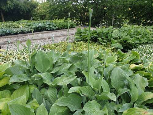 Bild von Hosta x-cult. Krossa Regal