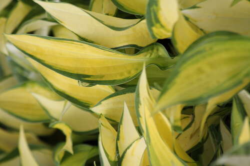 Bild von Hosta x-cult. Orange Marmelade