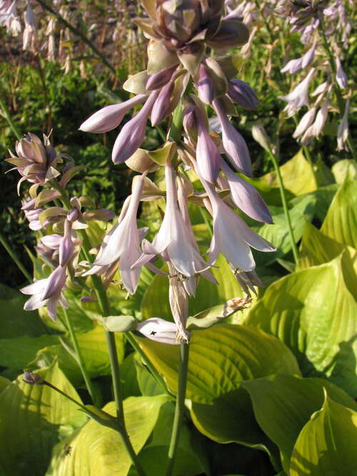 Bild von Hosta x-cult. Sum and Substance