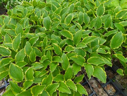 Bild von Hosta x-cult. So Sweet