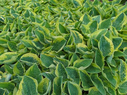 Bild von Hosta x-cult. Wide Brim