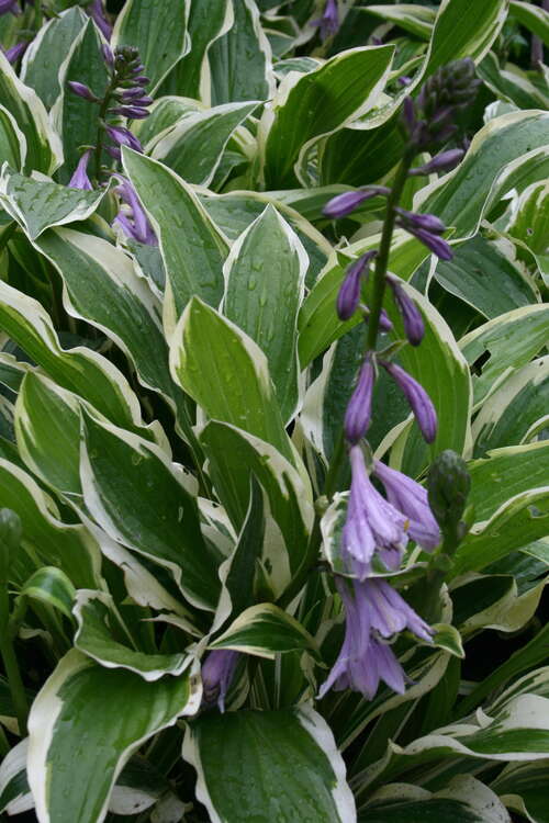 Bild von Hosta x-cult. Yellow Splash