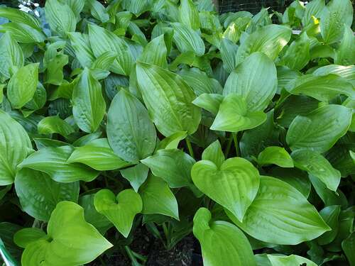 Bild von Hosta x-plantaginea Royal Standard