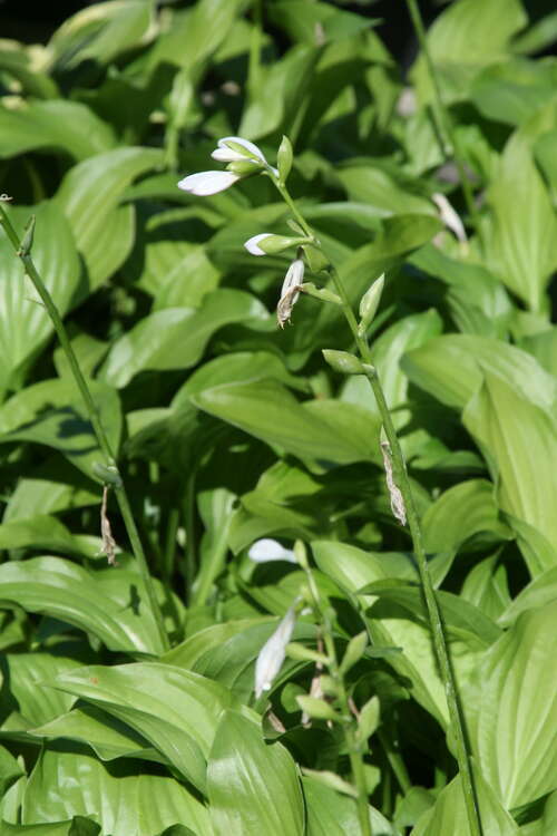 Bild von Hosta x-plantaginea Wayside-Perfection