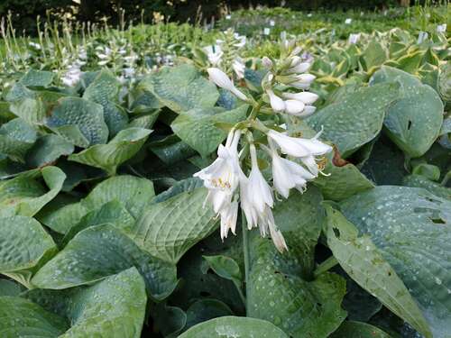 Bild von Hosta sieboldiana Elegans