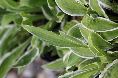 Bild von Hosta x-cult. Ginco Craig