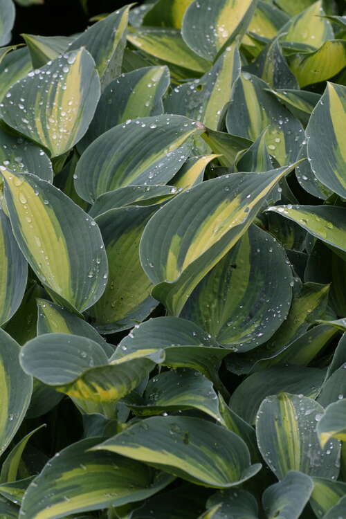 Bild von Hosta x-tardiana June