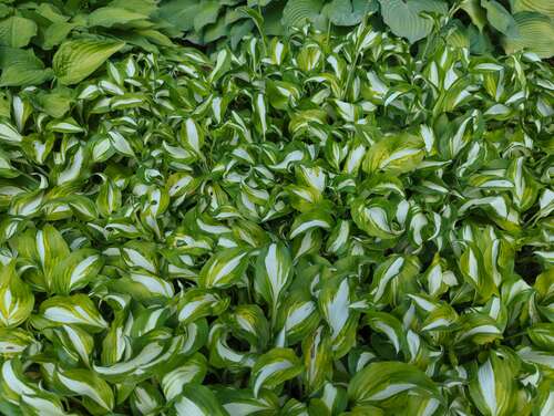 Bild von Hosta undulata Undulata