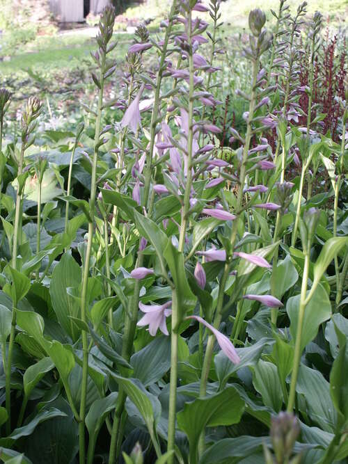 Bild von Glocken-Funkie