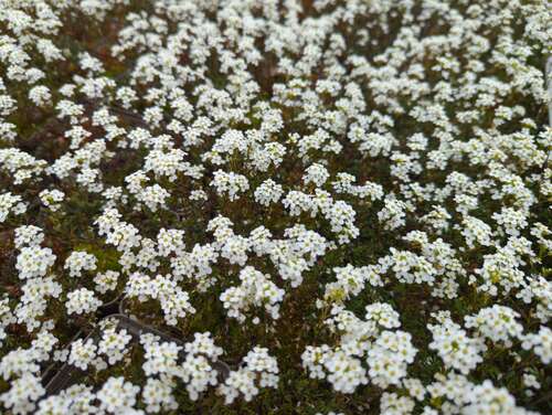 Bild von Alpen-Gämskresse