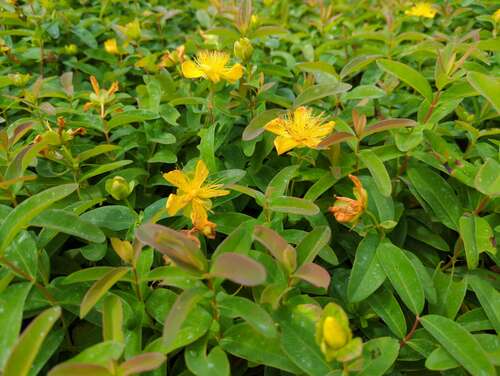 Bild von Hypericum calycinum