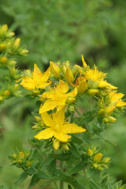 Bild von Hypericum perforatum