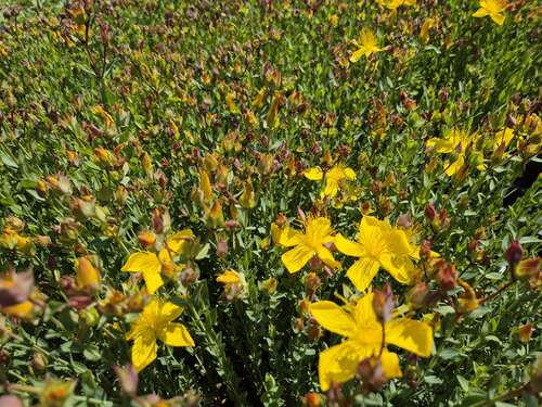 Bild von Hypericum polyphyllum