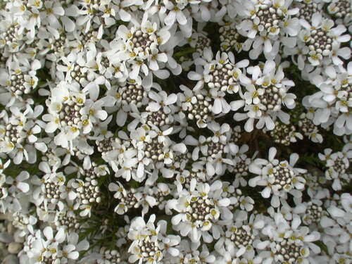 Bild von Iberis saxatilis