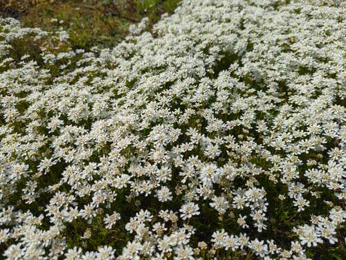 Bild von Iberis prutii