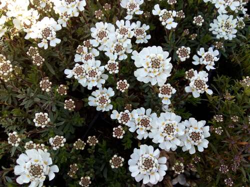 Bild von Iberis sempervirens Appen Etz