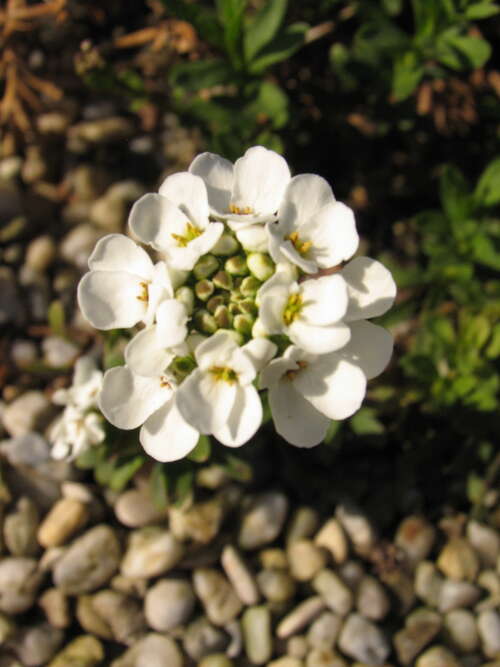 Bild von Iberis sempervirens Findel