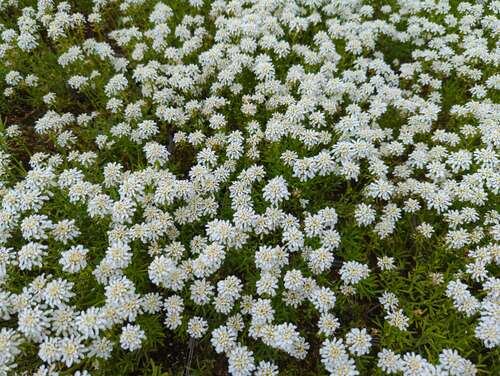 Bild von Iberis sempervirens Weißer Zwerg