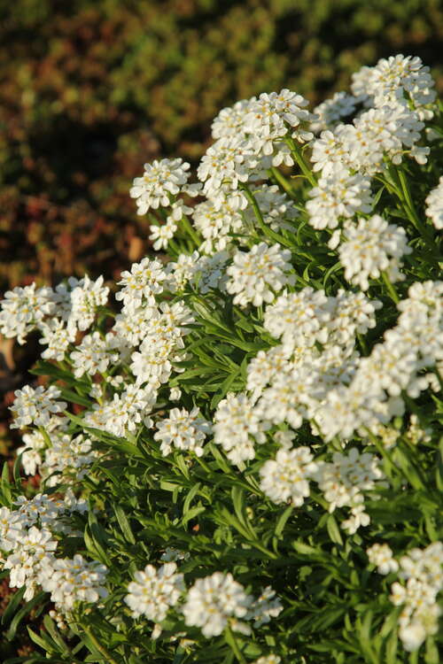 Bild von Iberis sempervirens Winterzauber