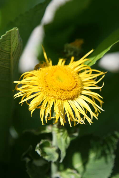 Bild von Afghanistan-Alant