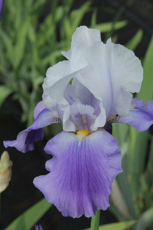 Bild von Hohe Garten-Schwertlilie