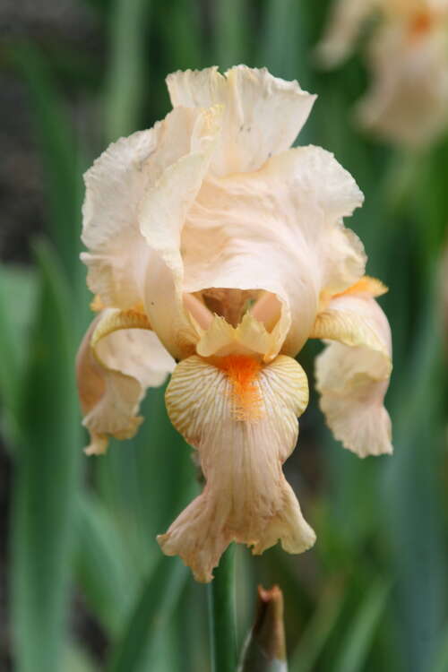 Bild von Iris x-barb.-elatior Aprikosenprin.