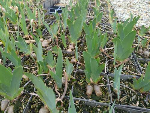 Bild von Iris barbata-elatior Blue-Luster