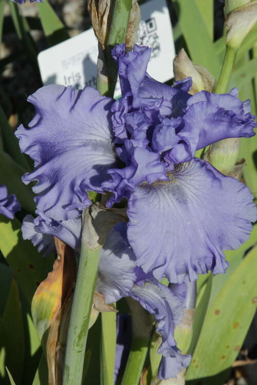 Bild von Iris x-barb.-elatior Caribb. Dream