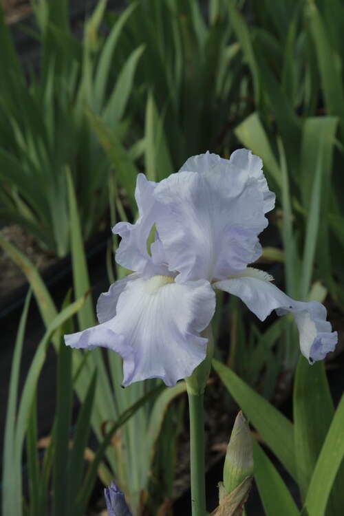 Bild von Iris x-barb.-elatior Blue-Sapphire
