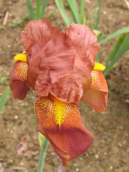 Bild von Iris x-barb.-elatior Cognac