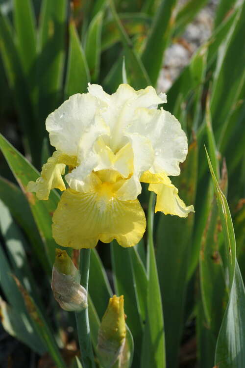 Bild von Iris x-barb.-elatior Echo de France