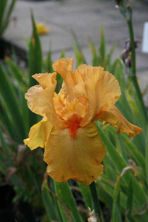 Bild von Hohe Garten-Schwertlilie