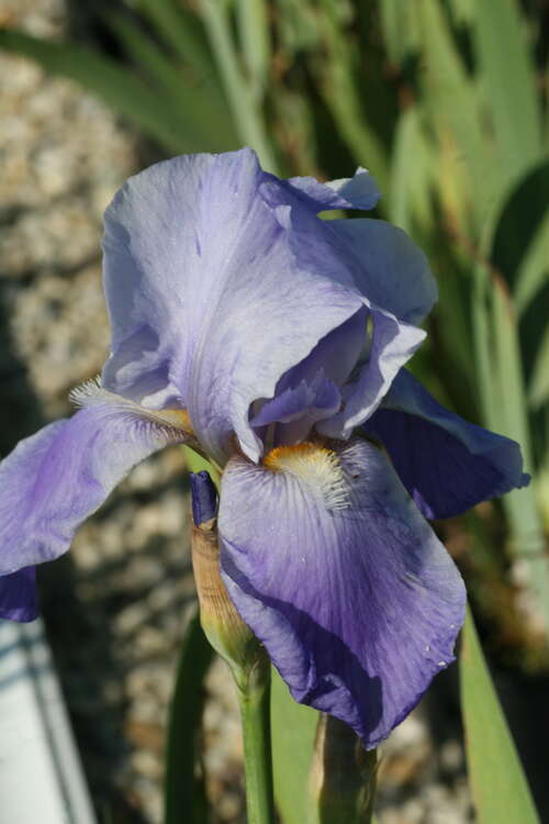 Bild von Hohe Garten-Schwertlilie