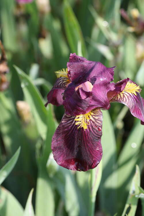 Bild von Iris x-barb.-elatior Ranger