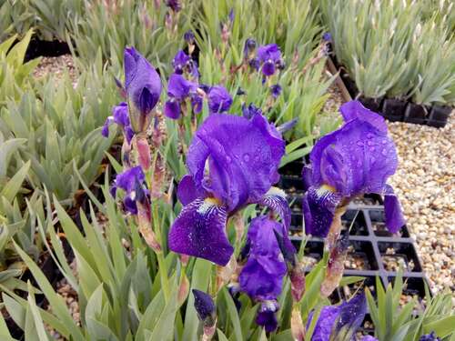 Bild von Iris x-barb.-elatior Lovely Again