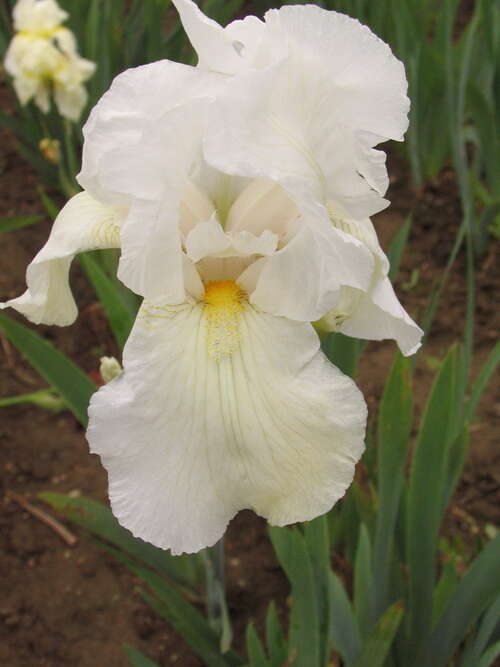 Bild von Iris x-barb.-elatior New-Snow
