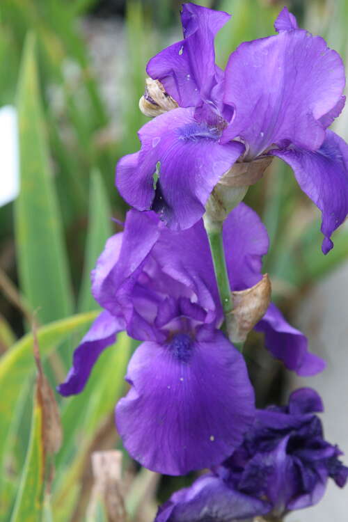 Bild von Iris x-barb.-elatior Night Owl