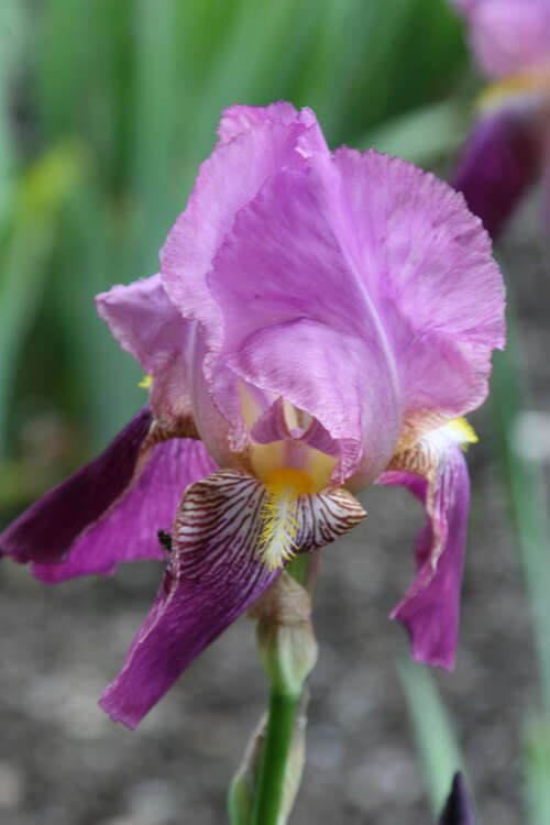 Bild von Iris x-barb.-elat. purpur