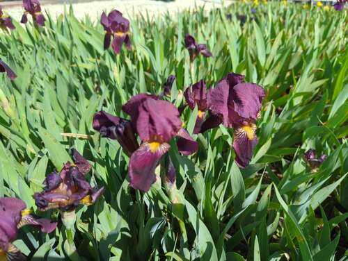 Bild von Iris barbata-elatior Sarah-Elisabeth