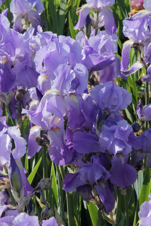 Bild von Iris x-barb.-elatior Shipshape