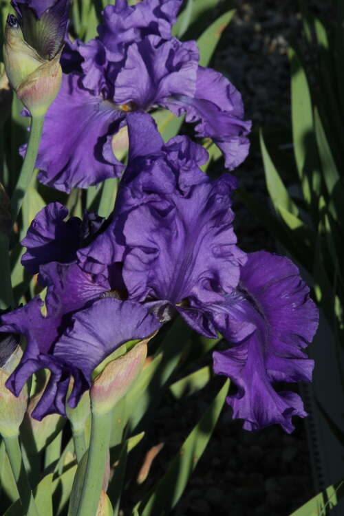 Bild von Iris x-barb.-elatior Violet Music