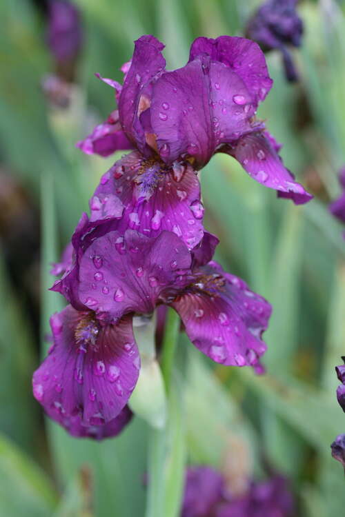 Bild von Iris x-barb.-media Vamp