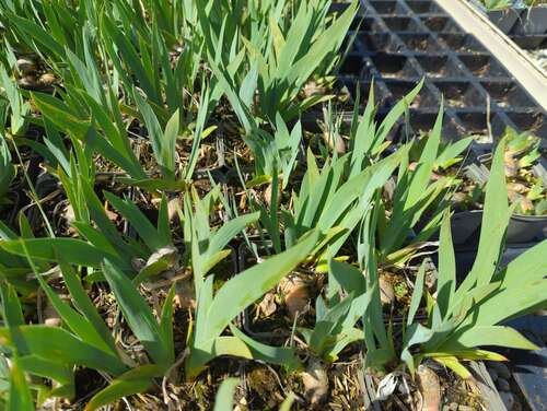 Bild von Iris barbata-nana Brassie