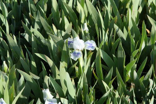 Bild von Iris x-barb.-nana Boo