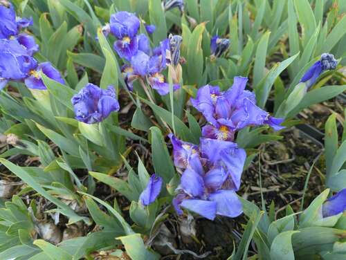 Bild von Iris barbata-nana Double-Lament